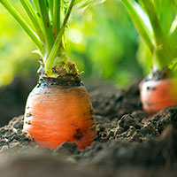 Carrot Seed/ Daucus carota/wortel zaad 10ml