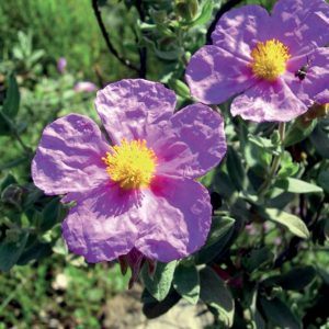 Cistus/ Cisto/Cistrose/Cistus Landaniferus 5ml