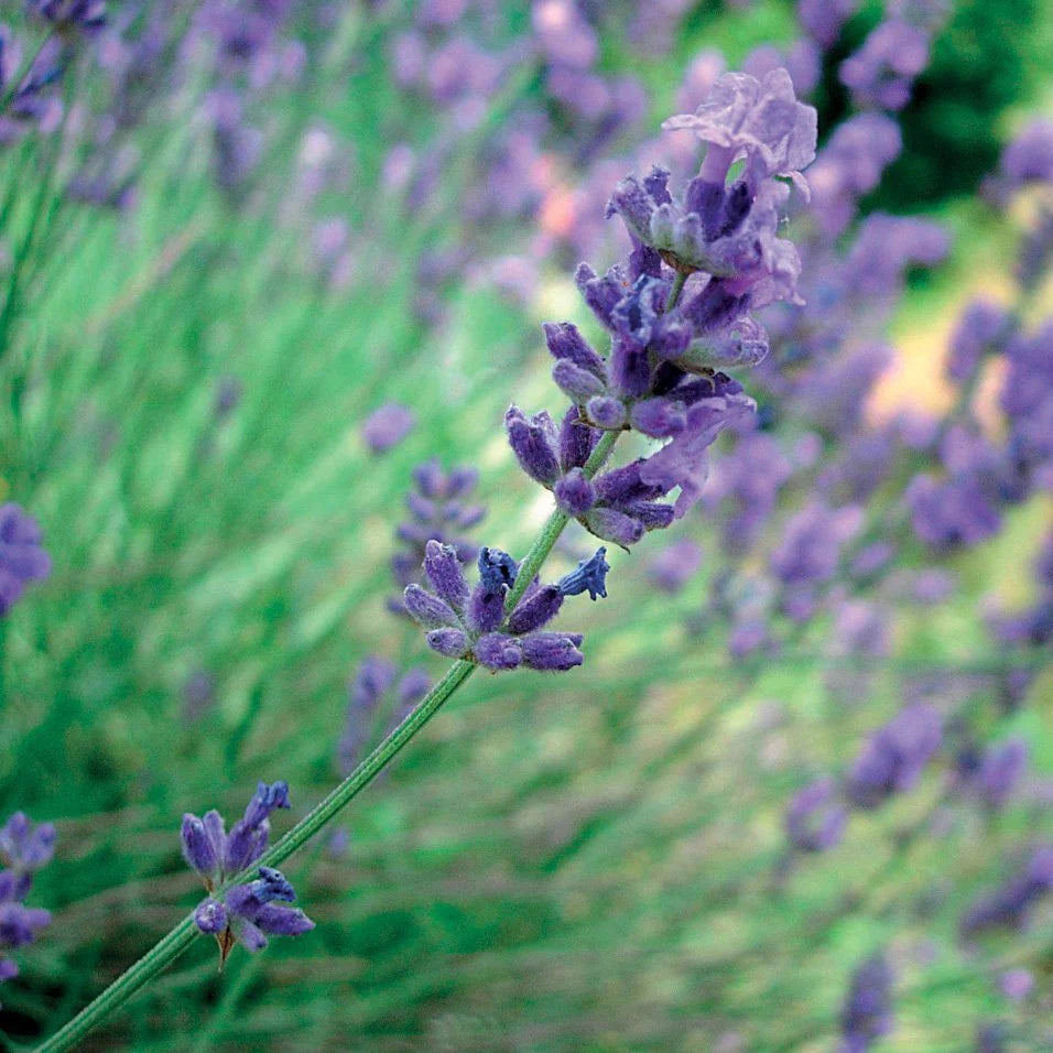 Garden of Lavender Synergie 30 ml spray bottle