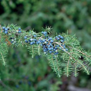 Common Juniper/Juniperus Communis/ Jeneverbes 10ml