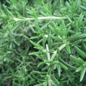 Rozemarijn/Rosemary Verbenon / Rosmarinus Officinalis Verbenon 5ml