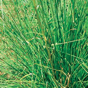 Vetiver extra Indonesien/ Vetiveria zizanioides/ Grasarten 5 ml