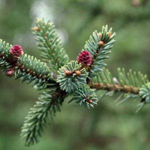 Picea Mariana/ Black Spruce/ Zwarte Spar 10ml