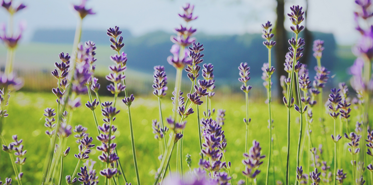 Bio Vegan Gecertificeerd cosmetica