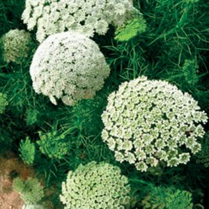 Amni Visnaga/ Marocco, wild 2 ml