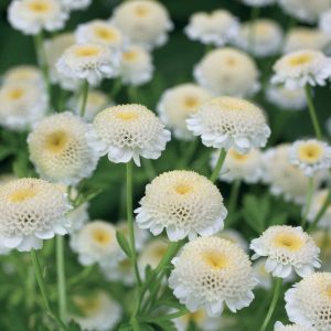 Kamille/Chamomile Roman/ Anthemis nobilis 2ml