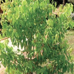 Cinnamon Bark / Cinnamomum verum/ kaneel 5ml