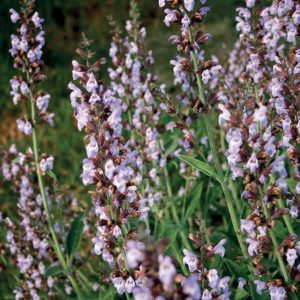 Geranium Rosa Floralwater-Acqua Di Geranio Rosa 150 ml