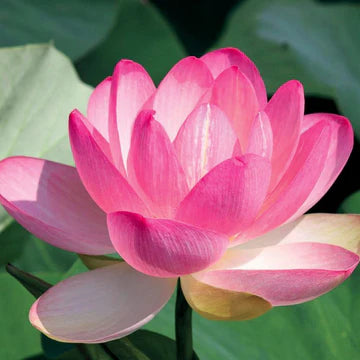 Lotus/Fleur de Lotus/Lotusblume/Fior di Lotto 1 ml