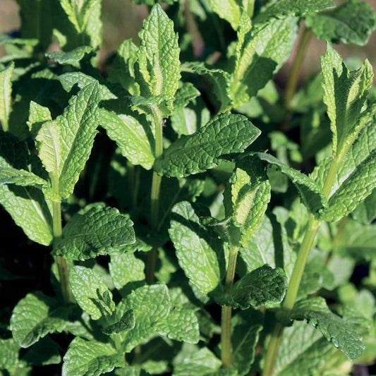 Peppermint, Bulgaria,wild, Menthe Poivree, Pfeffer-Minze 10 ml