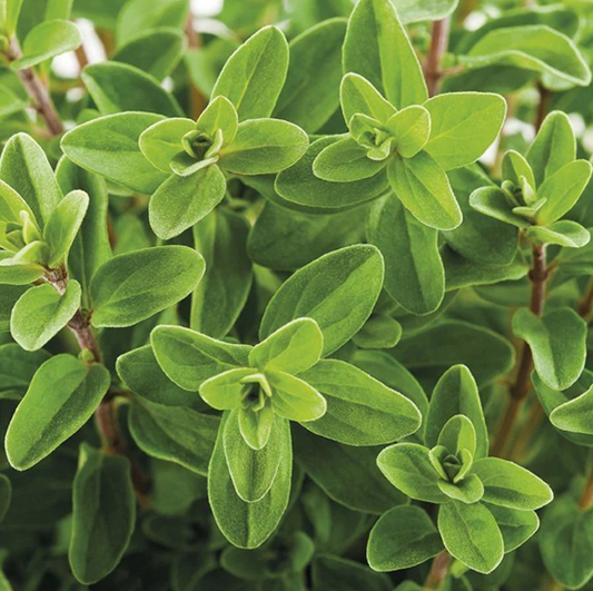 Majoraan/Sweet Marjoram /Maggiorana Dolce 5 ml