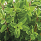 Majoraan/Sweet Marjoram /Maggiorana Dolce 5 ml