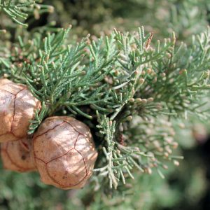 Cypress/ Cipres/Cupressus Sempervirens 10ml