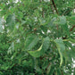 Elemi 10ml Lakshmi