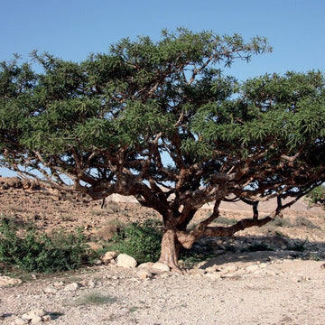 Frankincense/ Boswellia Carterij/ Wierook 5 ml