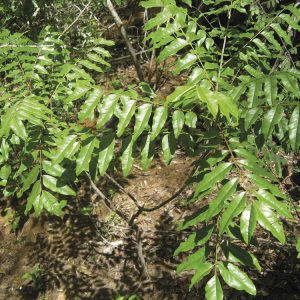 Katafray/ Cedrelopsis Grevei 10ml