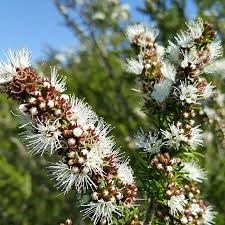 Kunzea, Kanuka, Witte Tea Tree 10 ml