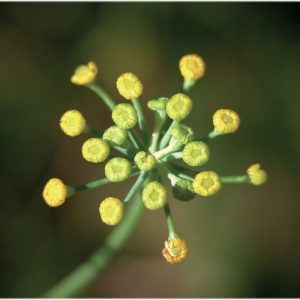 Fennel/ Venkel/ Foeniculum vulgare var.dulce 10 ml