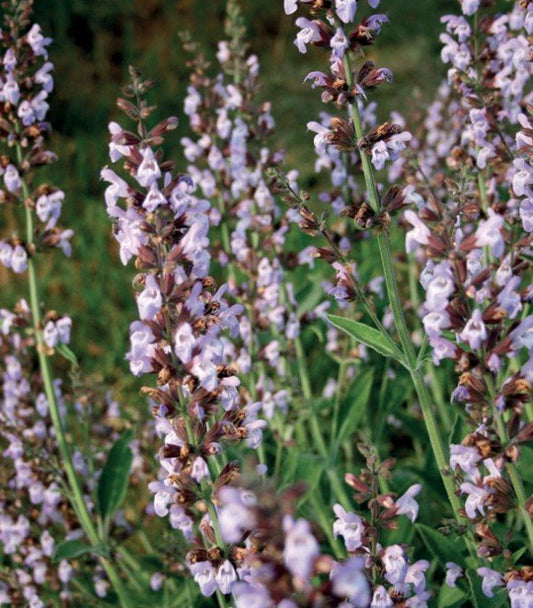 Harmony 30 ml Sinergy