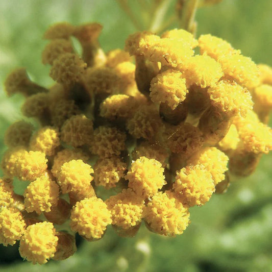 Immortelle/ Helichrysum Italicum/Mimosa 2 ml