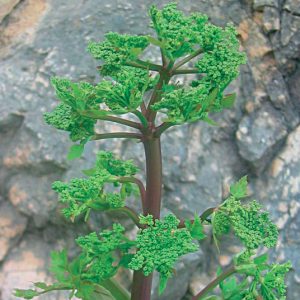 Angelica Root/ Grote Engelwortel/Angelica Archangelica 5ml