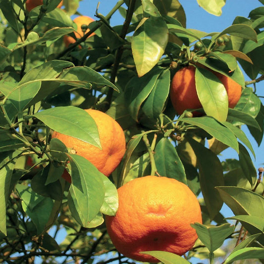 Petit Grain Bigarade/ petitgrain Bigaradier 10ml