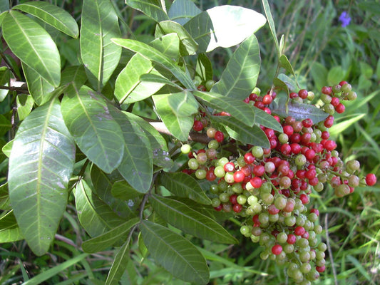 Rose Peper/Brasilianischer Pfeffer/Bie Rose/ Pepe Rosa/Pink Peppercorn 10ml