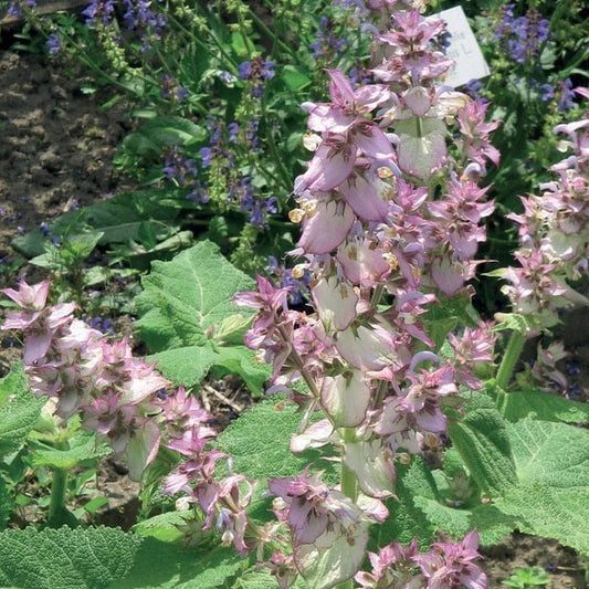 Salbei/ Muskatellersalbei/Salvia sclarea/ 5ml