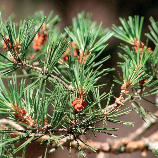 Pino Silvestre/Pine Scots/ Pin Sylvestre/Waldkiefer/Scottish Pine 10ml