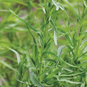 Tarragon/Artimisia dracunculus/Dragon 5 ml