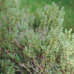 Thyme Borneol/Thymus Satureioides/Tijm 5 ml