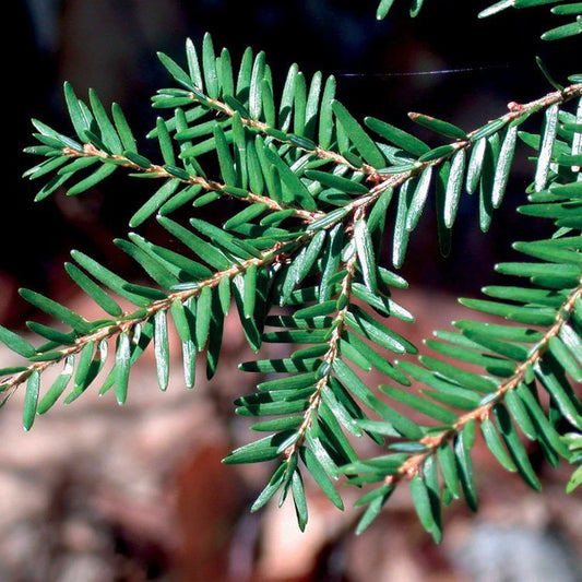 Pruche Hemlock Tanne /Vuren Spar 10ml