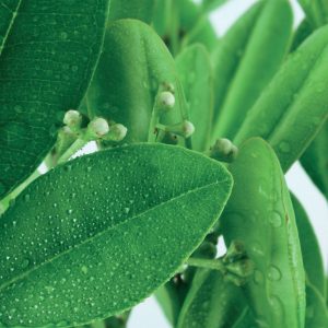 Ravintsara/Ravensara/Cinnamomum camphora 10 ml