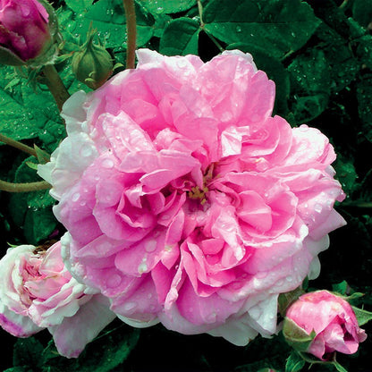 Rose Damascena/Rosenblüten/Rosenblüten/Rosenöl – 1ml