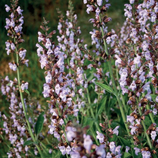 Santoreggia/ Santoreggia / Herzhaft/Winterbohnenkraut/Bergbohnenkraut 5ml 