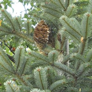 Templin, Silber Tanne/ Abies Alba Pectinata/Dennenappel Canada wild 5ml