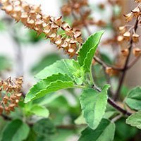 Tulsi/Tuls/ Basilikum Sanctum/Ocimum sanctum – 10 ml