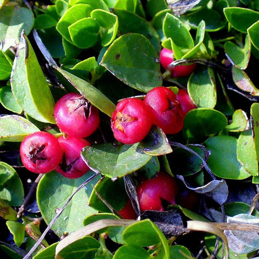 Wintergreen 10ml Lakshmi