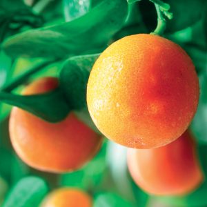 Orange/ Citrus Sinenis/ Arancio 10ml