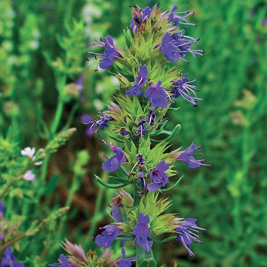 Hyssop Decumbens/ Ysop DecumbensIssopo Decumbens