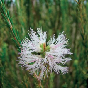 Rosalina/ Melaleuca Ericifolia 10 ml