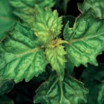 Patchouli/ Pogostemon Patchouli 10 ml