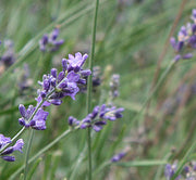 Lavender Hochland 100% pure essential oil 10 ml 
