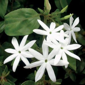 Jasmine Sambac, Jasminum officinale sambac, Jasmijn 1 ml