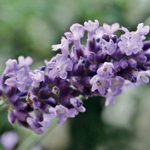Lavendel Hochland 100% pure essentiële olie 10 ml