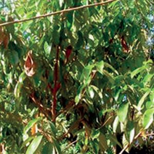 Rosewood 100% pure essentiële olie 5 ml