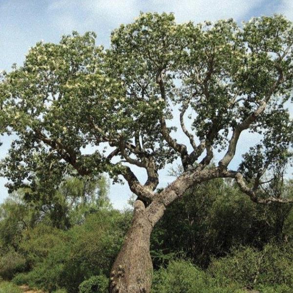 Palo Santo/ Bursera Graveolens 5 ml