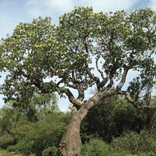 Palo Santo/ Bursera Graveolens 5 ml