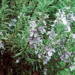Rosmarin Borneone/ Rosemarinus Officinalis Borneone 10 ml