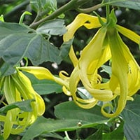 Ylang Ylang / Cananga Odorata 10 ml